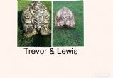 Leopard : Both Male approx 14 & 19 years old (Trevor & Lewis)